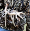 Riñonera de caza ALPS OutdoorZ Little Bear con arnés (Realtree Xtra HD)